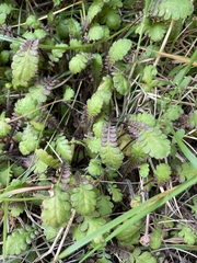 Leptinella squalida