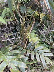 Blechnum procerum