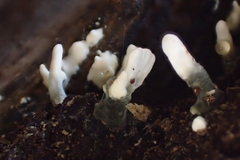 Xylaria hypoxylon