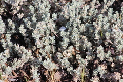 Atriplex leucophylla
