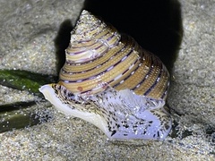 Calliostoma tricolor