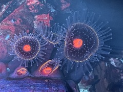 Corynactis californica