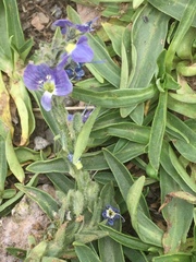 Veronica gentianoides