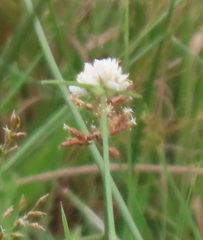 Cyperus ascocapensis