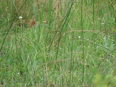 Cyperus ascocapensis