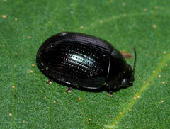 Paropsisterna irina