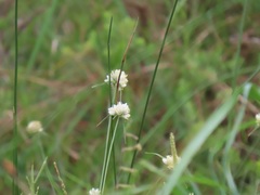 Cyperus niveus