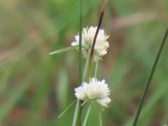 Cyperus niveus