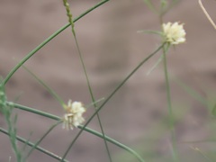 Cyperus niveus