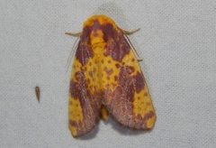 Copifrontia xantherythra