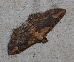 Pasiphilodes testulata