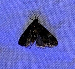 Elophila obliteralis