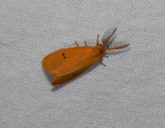 Bracharoa quadripunctata