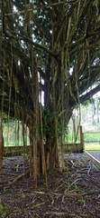 Ficus benjamina