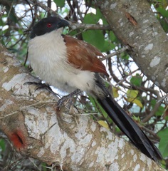 Centropus superciliosus burchellii