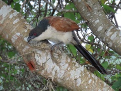 Centropus superciliosus burchellii