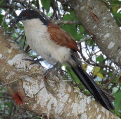 Centropus superciliosus burchellii