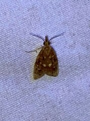 Platynota flavedana