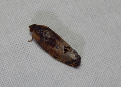 Cryptophlebia peltastica