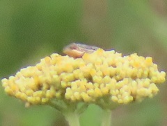 Helichrysum nudifolium