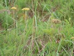 Helichrysum nudifolium