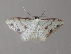 Idaea halmaea