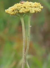 Helichrysum nudifolium
