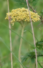 Helichrysum nudifolium