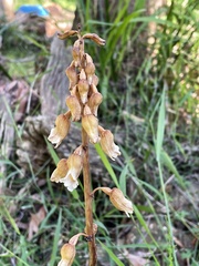 Gastrodia procera