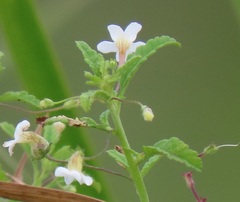 Chaenostoma floribundum