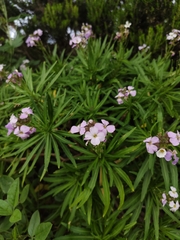 Erysimum virescens