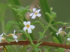 Chaenostoma floribundum