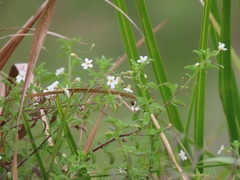Chaenostoma floribundum