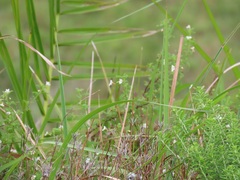 Chaenostoma floribundum