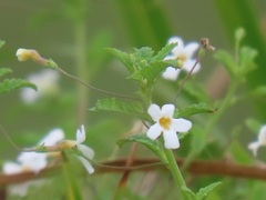 Chaenostoma floribundum
