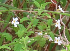 Chaenostoma floribundum