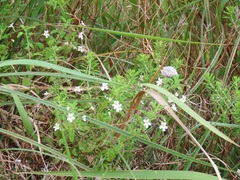 Chaenostoma floribundum