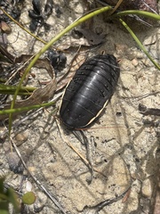 Polyzosteria limbata