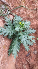 Senecio teneriffae
