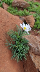 Argyranthemum