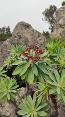 Euphorbia atropurpurea