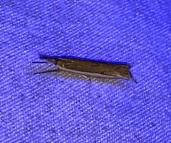 Raphiptera argillaceellus