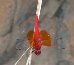 Brachythemis lacustris