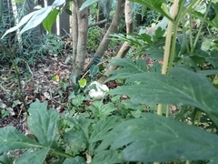 Calvatia