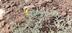 Lotus tenellus