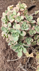 Aeonium haworthii