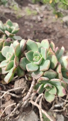 Aeonium haworthii