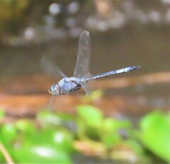 Zygonyx natalensis