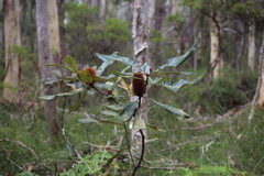 Banksia robur