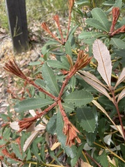Banksia paludosa